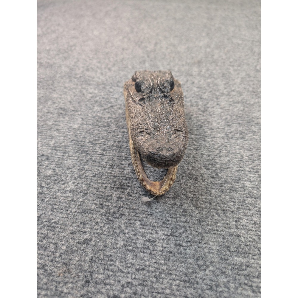 Real Taxidermy Alligator Head Open Jaw Preserved Skull‎ Curio Decor Oddities